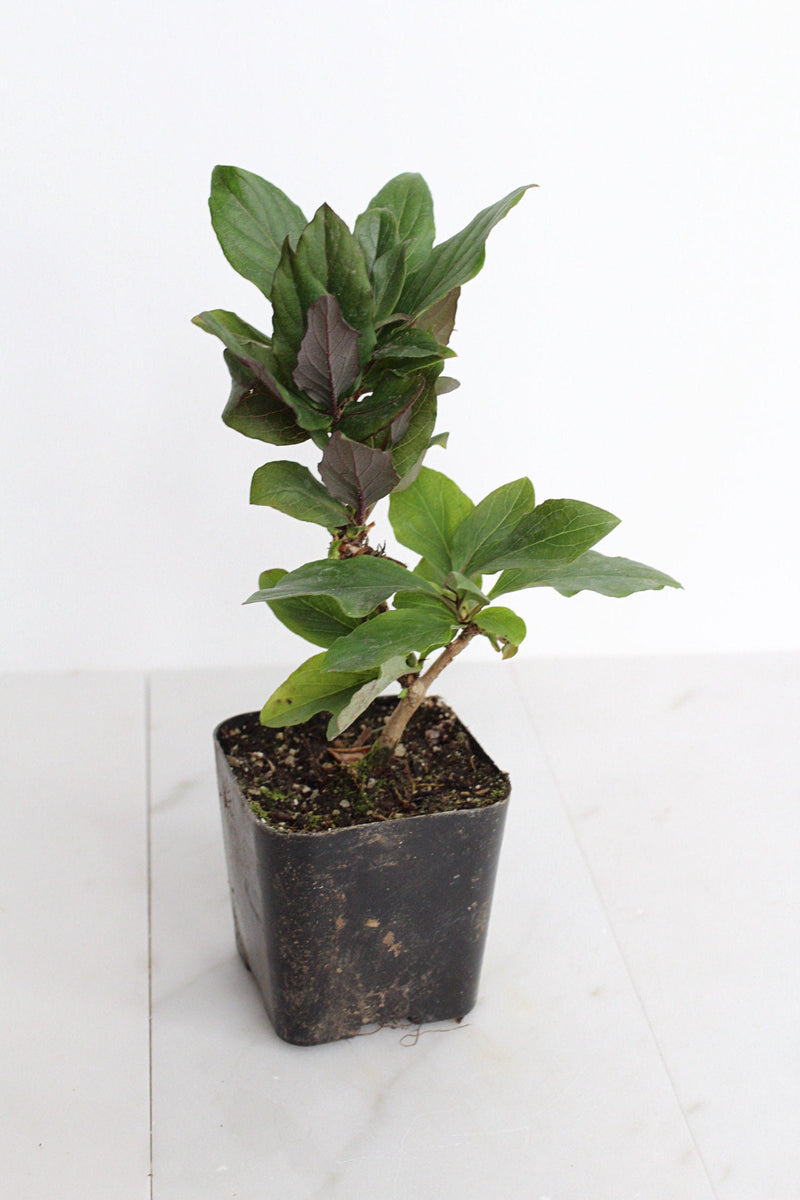 Purple Honeysuckle Vine Plant Lonicera Japonica Purpurea Starter Plant Trellis Plant Purple Leaf Live Plant Landscape Outdoor Garden Plant