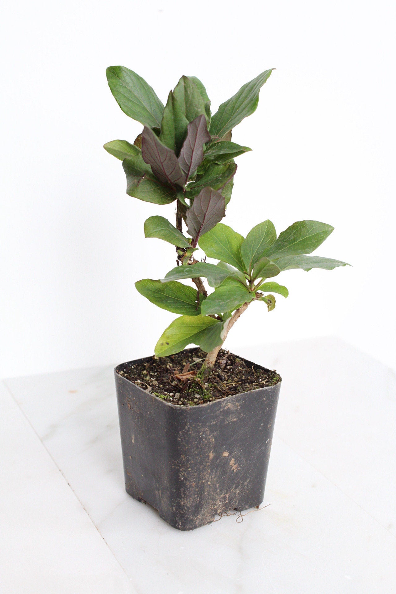 Purple Honeysuckle Vine Plant Lonicera Japonica Purpurea Starter Plant Trellis Plant Purple Leaf Live Plant Landscape Outdoor Garden Plant