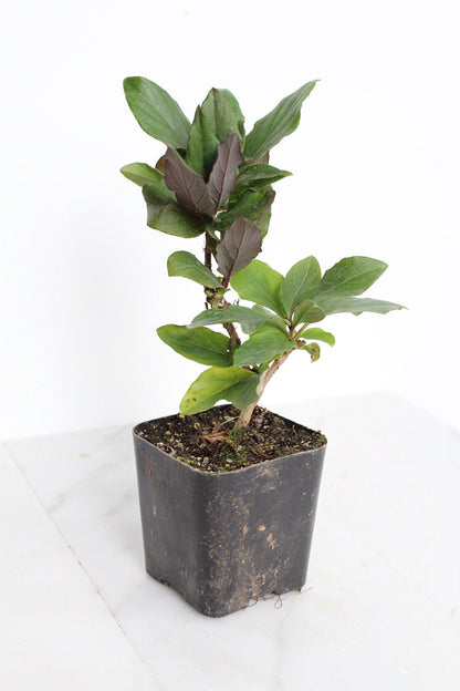 Purple Honeysuckle Vine Plant Lonicera Japonica Purpurea Starter Plant Trellis Plant Purple Leaf Live Plant Landscape Outdoor Garden Plant