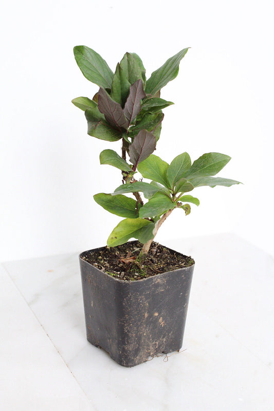 Purple Honeysuckle Vine Plant Lonicera Japonica Purpurea Starter Plant Trellis Plant Purple Leaf Live Plant Landscape Outdoor Garden Plant