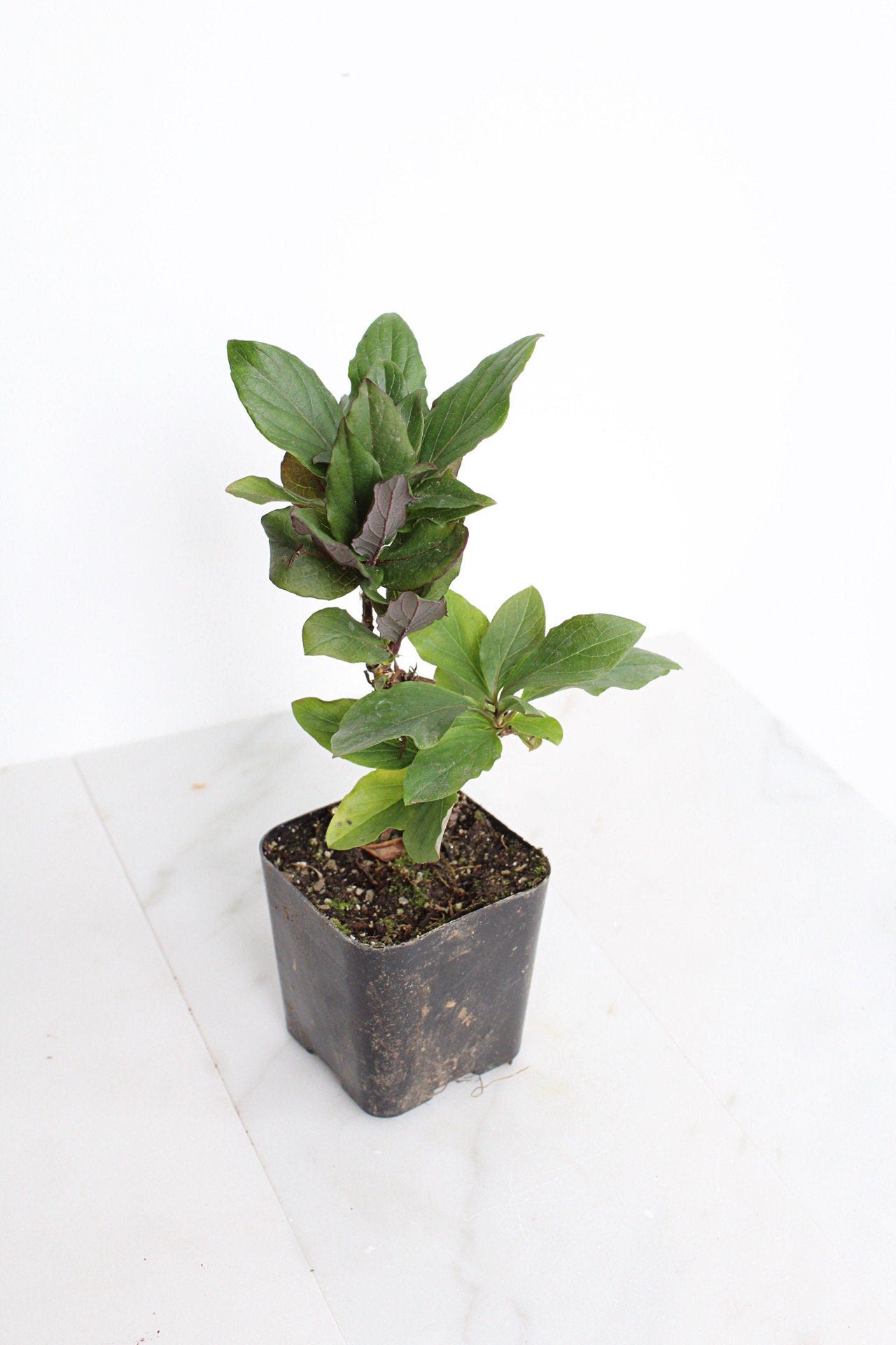 Purple Honeysuckle Vine Plant Lonicera Japonica Purpurea Starter Plant Trellis Plant Purple Leaf Live Plant Landscape Outdoor Garden Plant