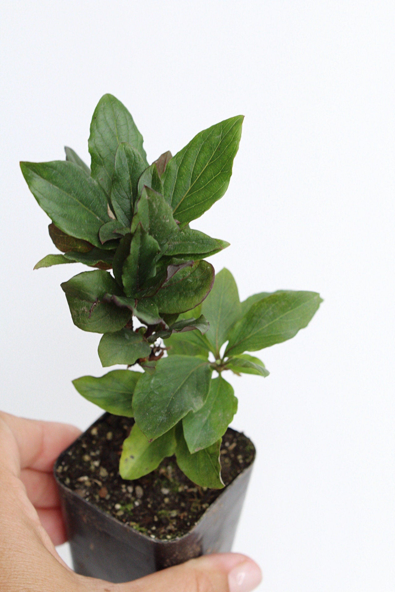 Purple Honeysuckle Vine Plant Lonicera Japonica Purpurea Starter Plant Trellis Plant Purple Leaf Live Plant Landscape Outdoor Garden Plant