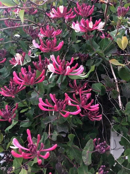 Purple Honeysuckle Vine Plant Lonicera Japonica Purpurea Starter Plant Trellis Plant Purple Leaf Live Plant Landscape Outdoor Garden Plant