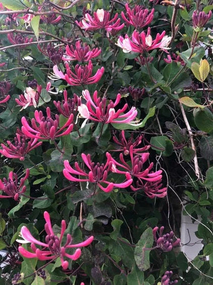 Purple Honeysuckle Vine Plant Lonicera Japonica Purpurea Starter Plant Trellis Plant Purple Leaf Live Plant Landscape Outdoor Garden Plant