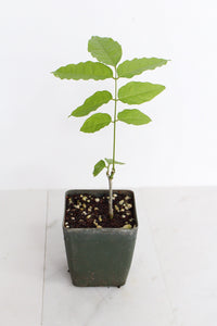 Purple Flower Wisteria Vine Starter Bonsai Tree Chinese Wisteria Plant Trellis Plant Purple Leaf Live Plant Landscape Outdoor Garden Plant