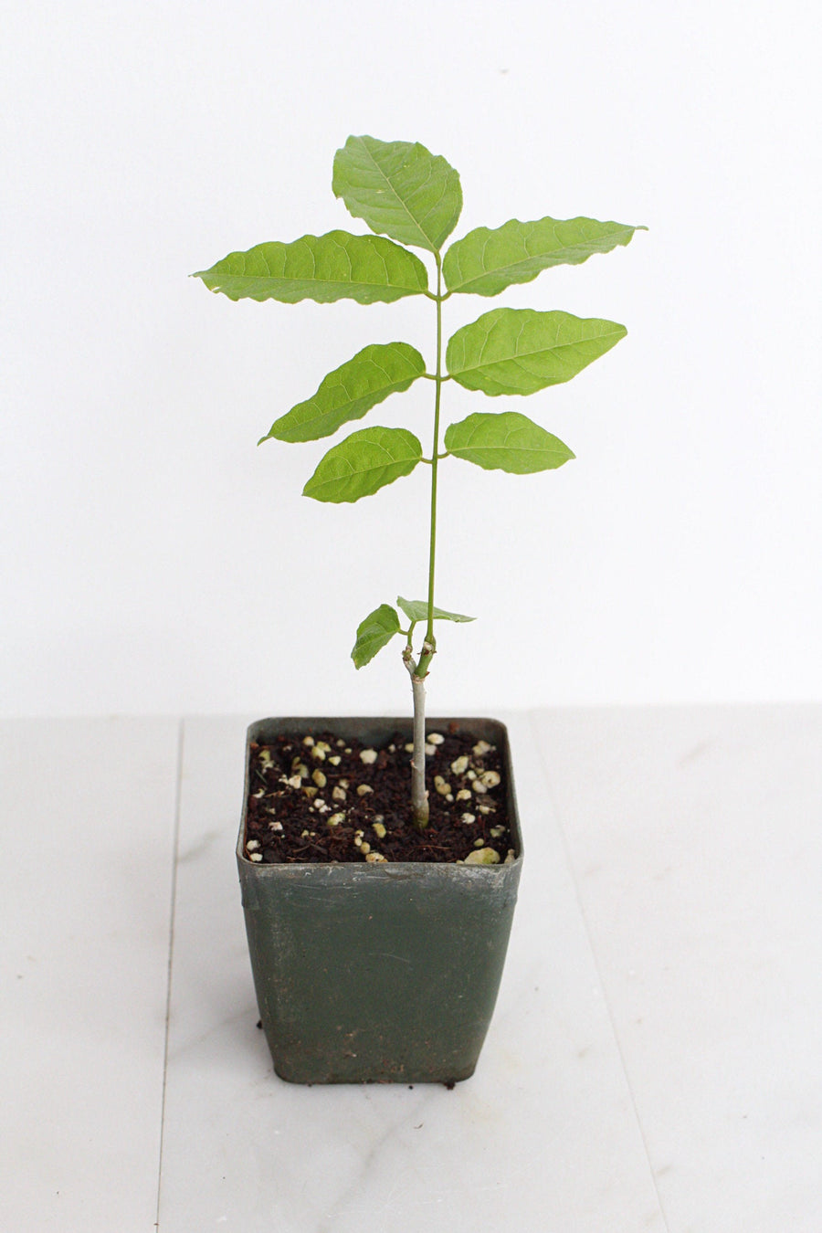 Purple Flower Wisteria Vine Starter Bonsai Tree Chinese Wisteria Plant Trellis Plant Purple Leaf Live Plant Landscape Outdoor Garden Plant
