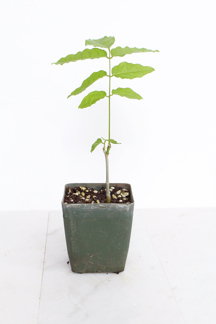 Purple Flower Wisteria Vine Starter Bonsai Tree Chinese Wisteria Plant Trellis Plant Purple Leaf Live Plant Landscape Outdoor Garden Plant