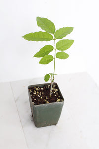 Purple Flower Wisteria Vine Starter Bonsai Tree Chinese Wisteria Plant Trellis Plant Purple Leaf Live Plant Landscape Outdoor Garden Plant