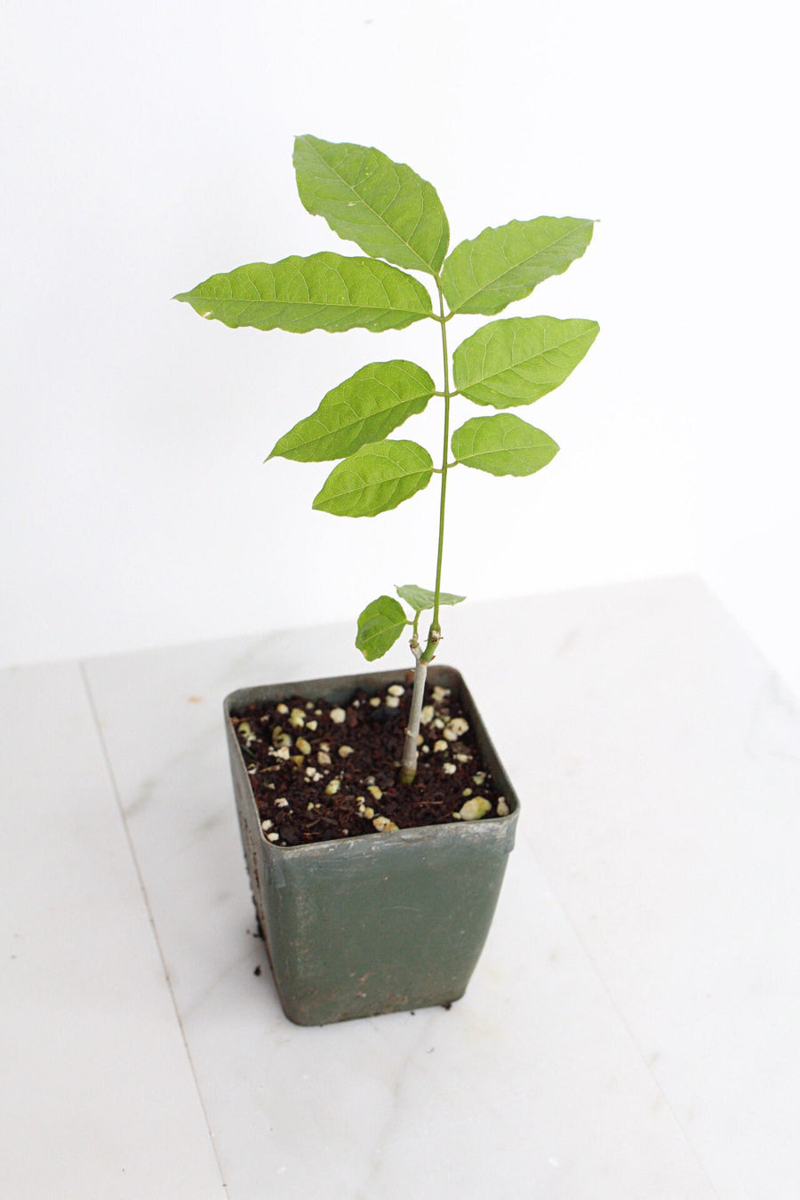 Purple Flower Wisteria Vine Starter Bonsai Tree Chinese Wisteria Plant Trellis Plant Purple Leaf Live Plant Landscape Outdoor Garden Plant