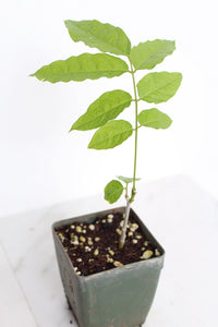 Purple Flower Wisteria Vine Starter Bonsai Tree Chinese Wisteria Plant Trellis Plant Purple Leaf Live Plant Landscape Outdoor Garden Plant