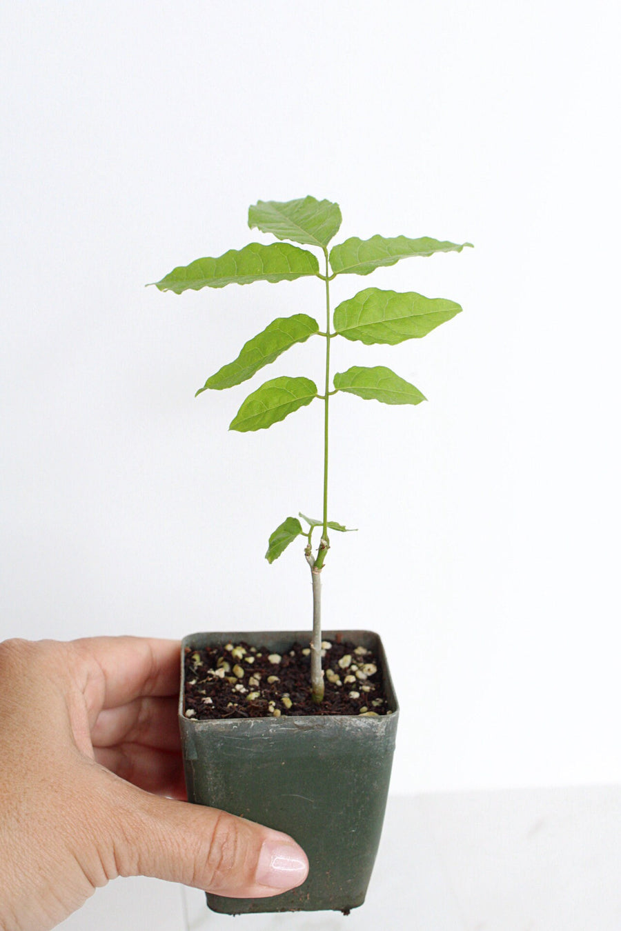 Chinese Wisteria Starter – Purple Flowering Vine for Garden or Bonsai