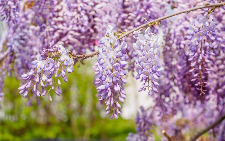Chinese Wisteria Starter – Purple Flowering Vine for Garden or Bonsai