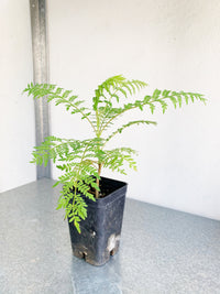 Jacaranda Tree Starter Purple Flowering Tropical Garden Live Plant Unique Housewarming Gift Exotic Ornamental Seedling Indoor Outdoor Bonsai Feathery Foliage Memorial Tree Gift