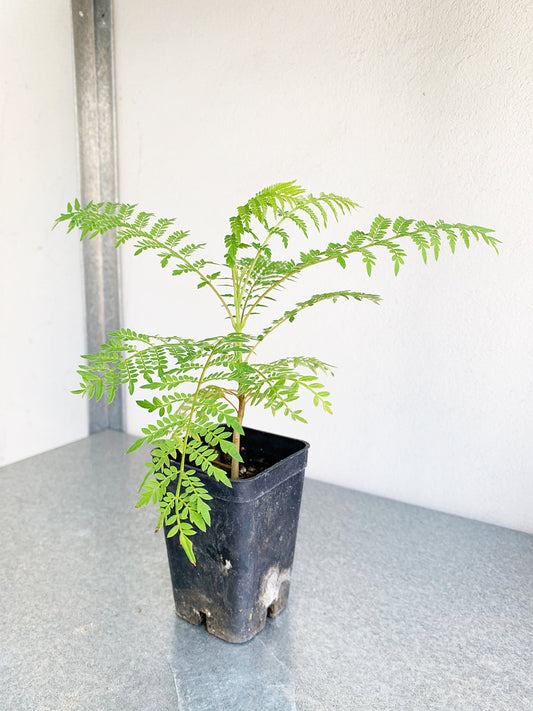 Jacaranda Tree Starter Purple Flowering Tropical Garden Live Plant Unique Housewarming Gift Exotic Ornamental Seedling Indoor Outdoor Bonsai Feathery Foliage Memorial Tree Gift