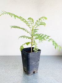 Purple Flowering Tree Starter Tropical Garden Live Plant Unique Gift for Gardener Exotic Ornamental Seedling Indoor Outdoor Bonsai Feathery Foliage Plant