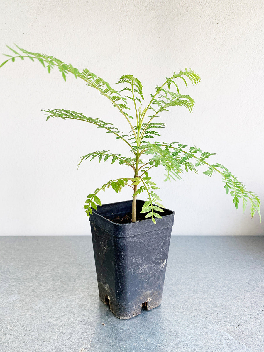 Purple Flowering Tree Starter Tropical Garden Live Plant Unique Gift for Gardener Exotic Ornamental Seedling Indoor Outdoor Bonsai Feathery Foliage Plant