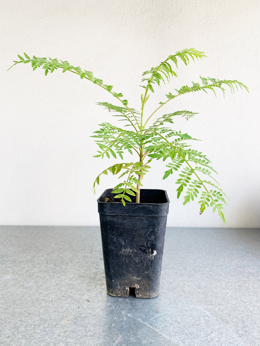 Jacaranda Tree Starter Exotic Plant Gift Live Plant for Garden Memorial Tree Gift Bonsai Project Starter Indoor Houseplant Outdoor Landscaping Tree