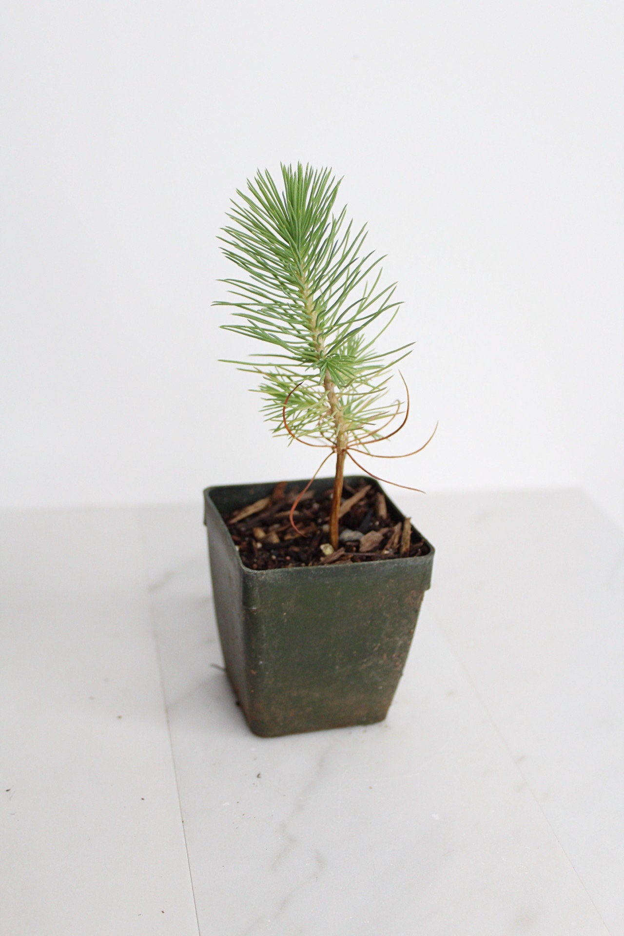 Bonsai Tree Starter Plant Gift Pinus Eldarica Aleppo Pine Afgan Pine Live Tree Japanese Pine Zen Garden House Plant Outdoor Plant 2 inch Pot