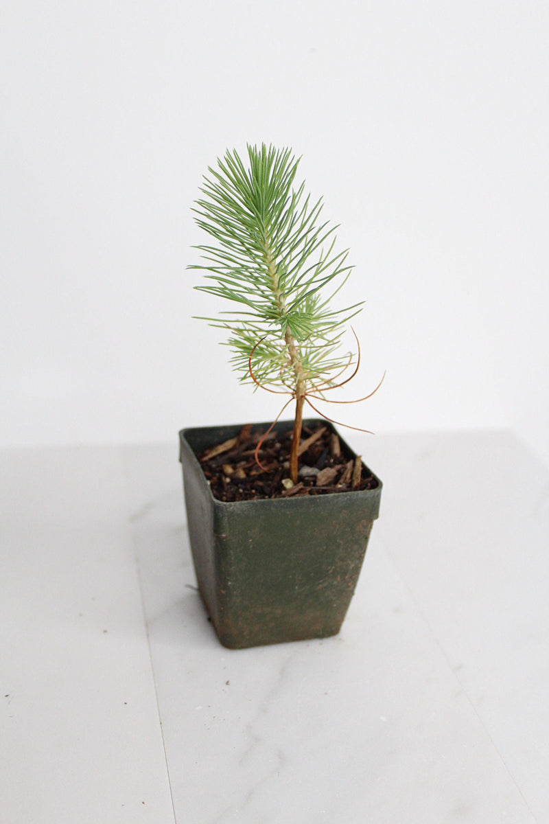 Bonsai Tree Starter Plant Gift Pinus Eldarica Aleppo Pine Afgan Pine Live Tree Japanese Pine Zen Garden House Plant Outdoor Plant 2 inch Pot