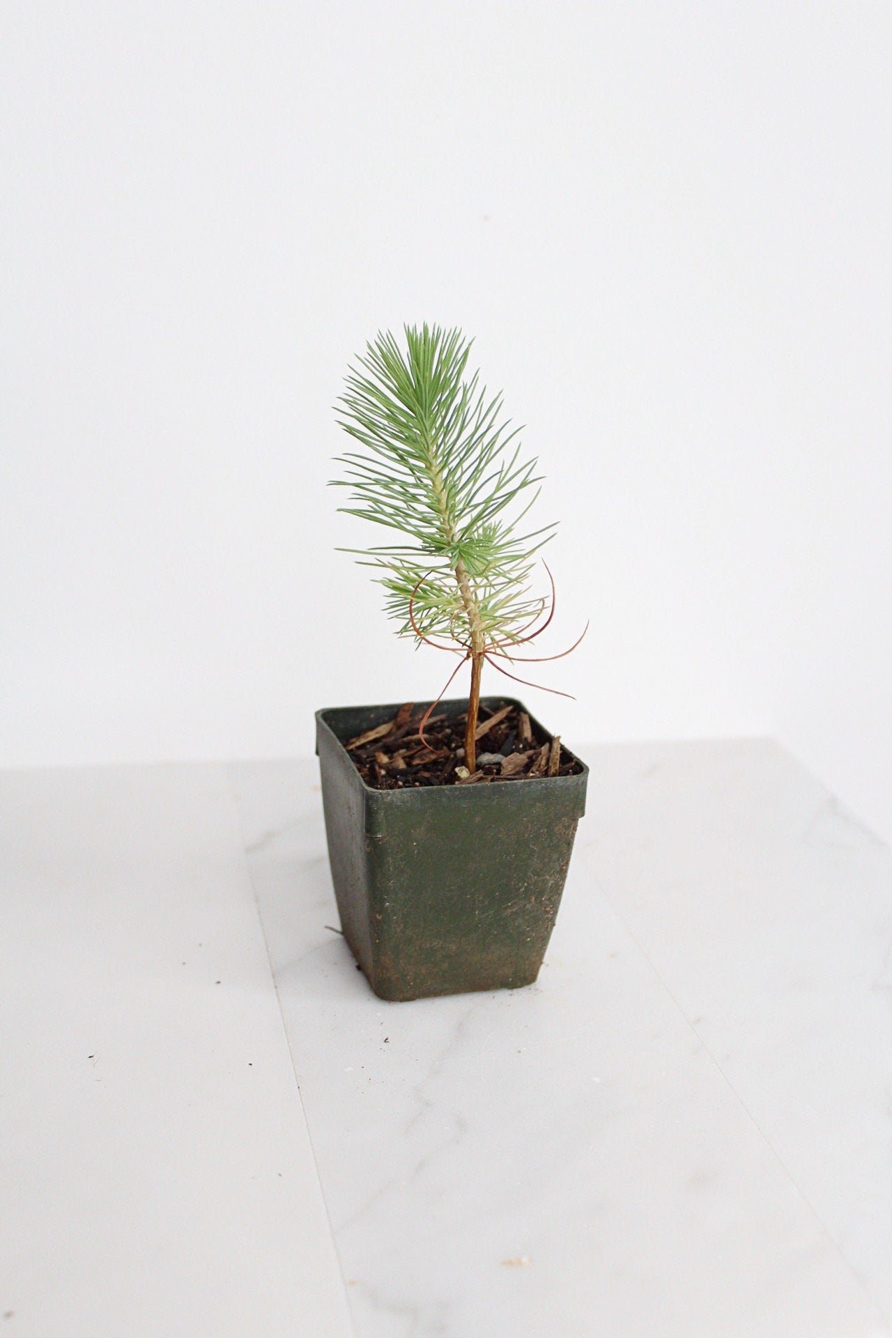 Bonsai Tree Starter Plant Gift Pinus Eldarica Aleppo Pine Afgan Pine Live Tree Japanese Pine Zen Garden House Plant Outdoor Plant 2 inch Pot