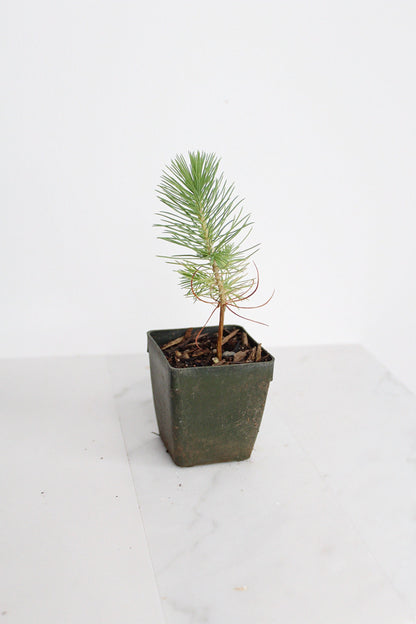Bonsai Tree Starter Plant Gift Pinus Eldarica Aleppo Pine Afgan Pine Live Tree Japanese Pine Zen Garden House Plant Outdoor Plant 2 inch Pot