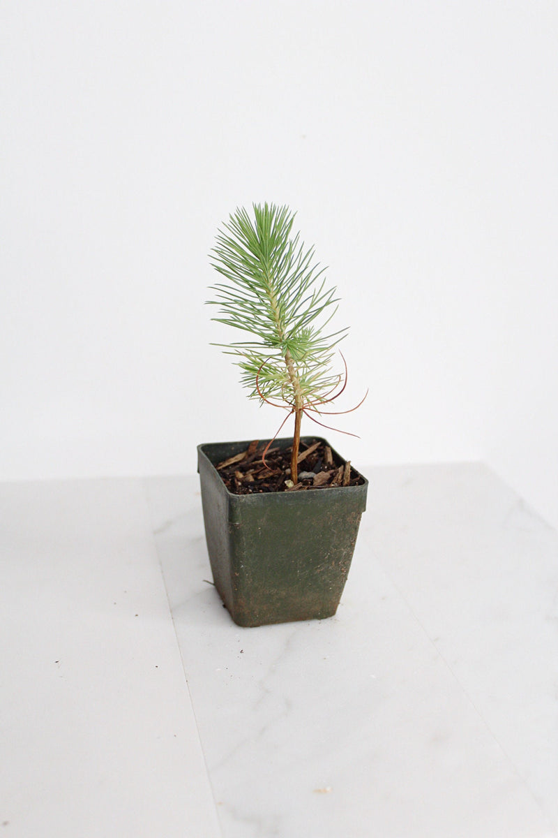 Bonsai Tree Starter Plant Gift Pinus Eldarica Aleppo Pine Afgan Pine Live Tree Japanese Pine Zen Garden House Plant Outdoor Plant 2 inch Pot