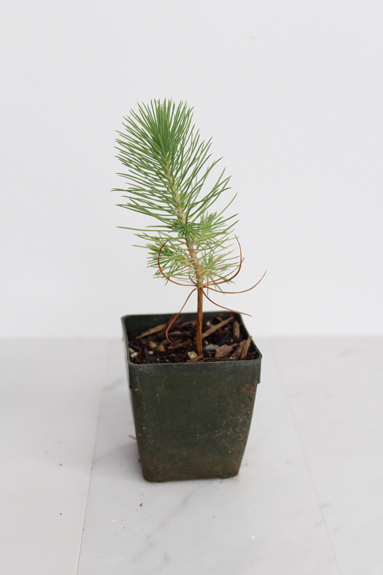 Bonsai Tree Starter Plant Gift Pinus Eldarica Aleppo Pine Afgan Pine Live Tree Japanese Pine Zen Garden House Plant Outdoor Plant 2 inch Pot