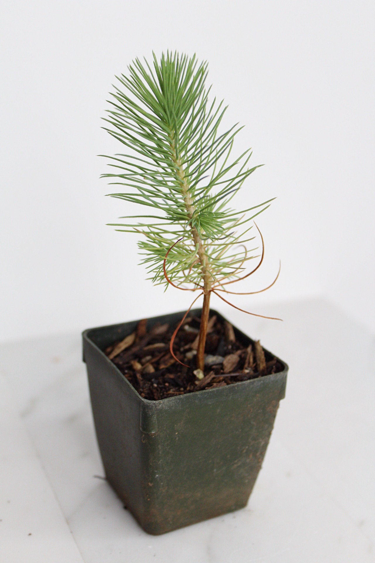 Bonsai Tree Starter Plant Gift Pinus Eldarica Aleppo Pine Afgan Pine Live Tree Japanese Pine Zen Garden House Plant Outdoor Plant 2 inch Pot