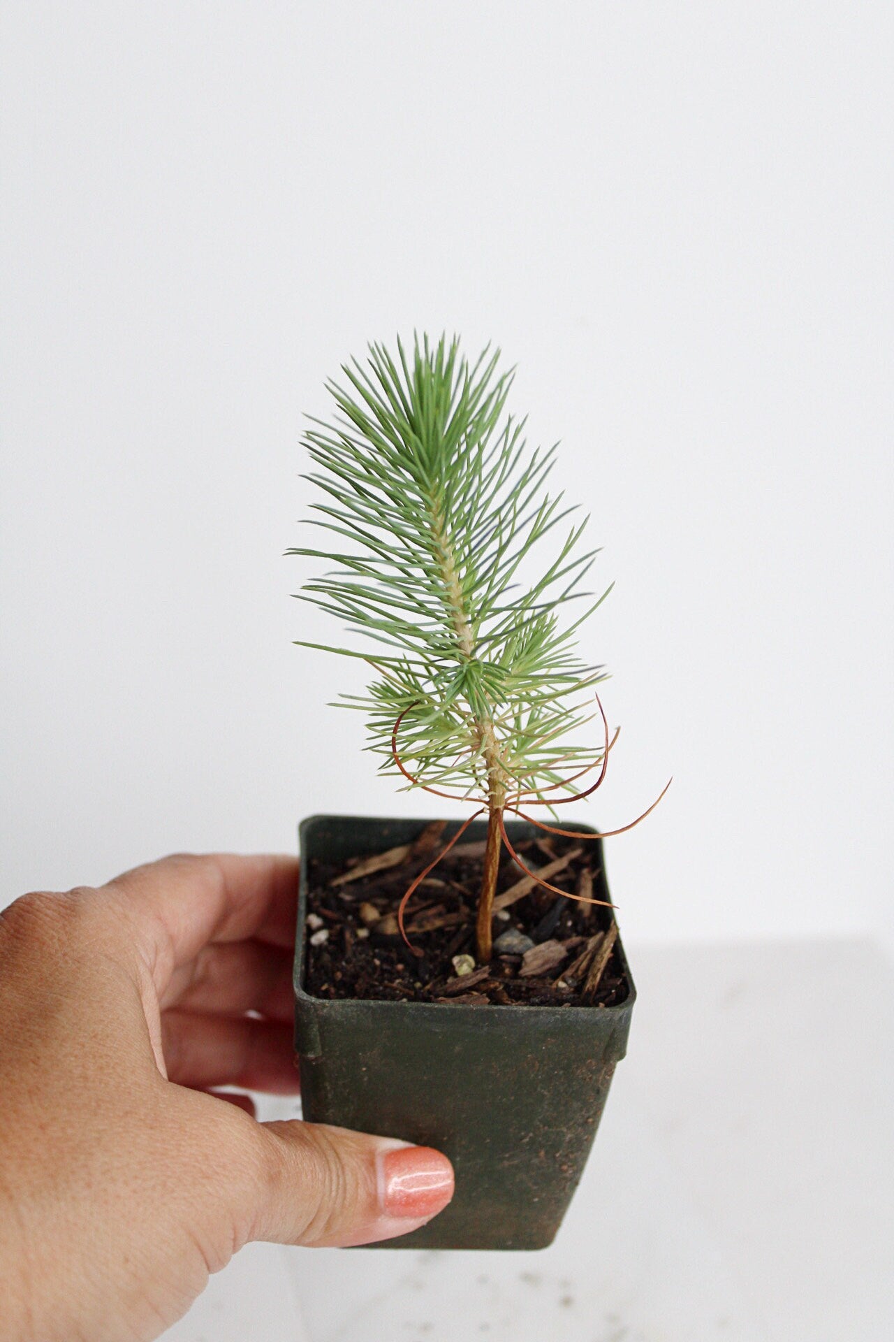 Bonsai Tree Starter Plant Gift Pinus Eldarica Aleppo Pine Afgan Pine Live Tree Japanese Pine Zen Garden House Plant Outdoor Plant 2 inch Pot