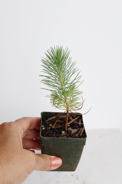 Bonsai Tree Starter Plant Gift Pinus Eldarica Aleppo Pine Afgan Pine Live Tree Japanese Pine Zen Garden House Plant Outdoor Plant 2 inch Pot