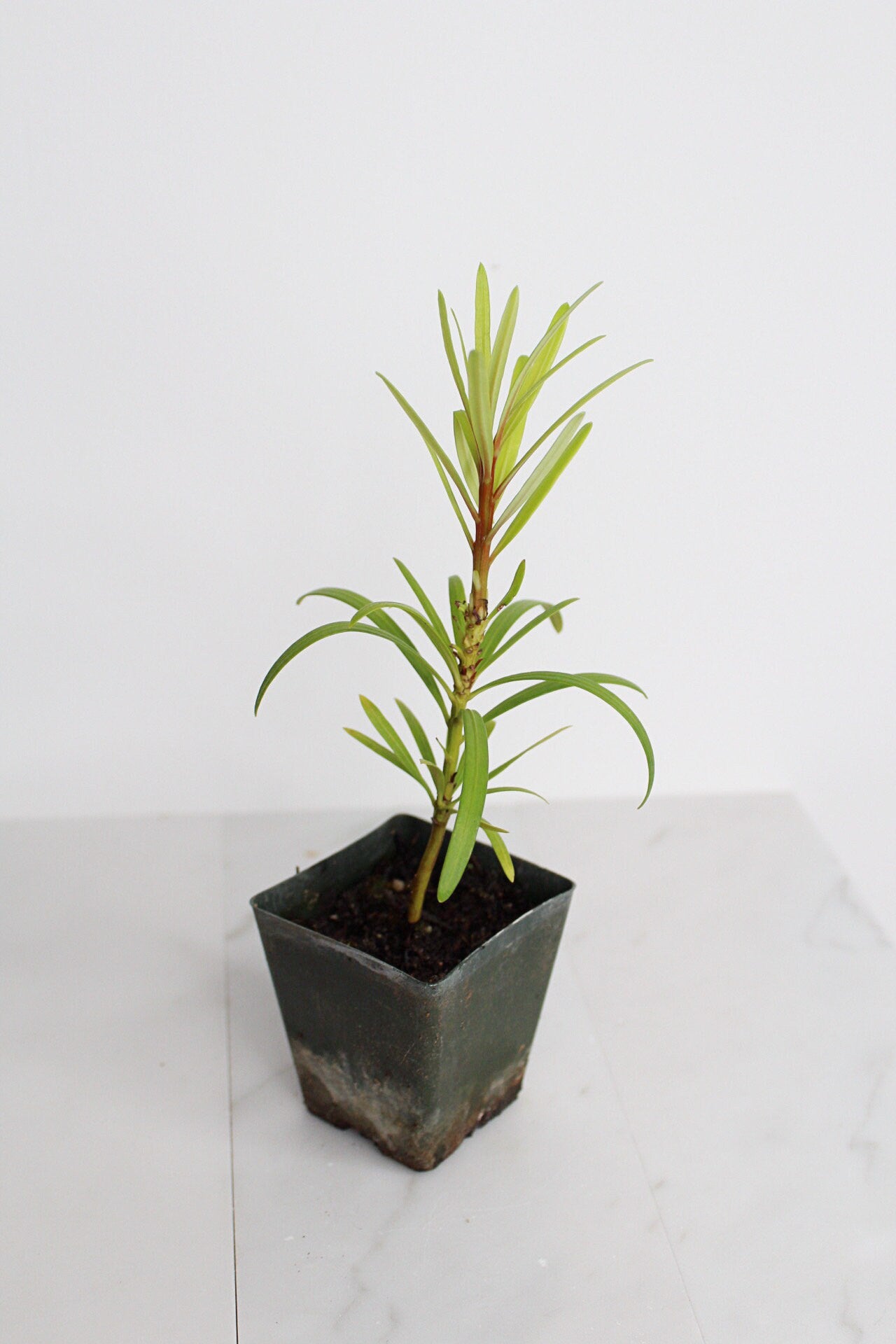 Starter Podocarpus Macrophyllus Maki Tree Outdoor Plant Landscape Live Bonsai Tree Outdoor Foliage Garden Fern Variety Hedge Evergreen Shrub