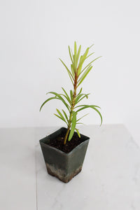 Starter Podocarpus Macrophyllus Maki Tree Outdoor Plant Landscape Live Bonsai Tree Outdoor Foliage Garden Fern Variety Hedge Evergreen Shrub