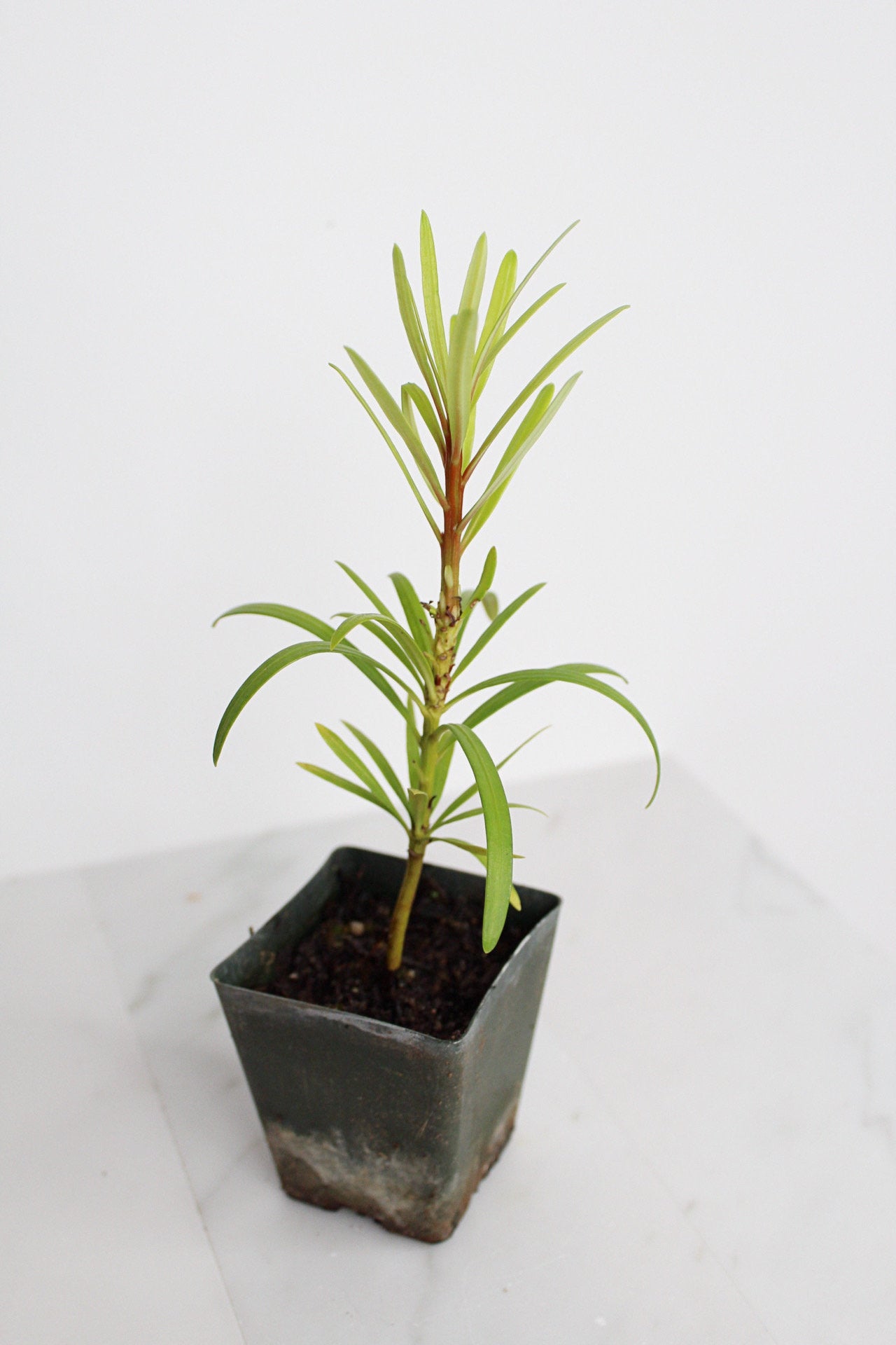 Starter Podocarpus Macrophyllus Maki Tree Outdoor Plant Landscape Live Bonsai Tree Outdoor Foliage Garden Fern Variety Hedge Evergreen Shrub