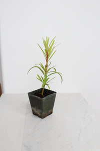 Starter Podocarpus Macrophyllus Maki Tree Outdoor Plant Landscape Live Bonsai Tree Outdoor Foliage Garden Fern Variety Hedge Evergreen Shrub