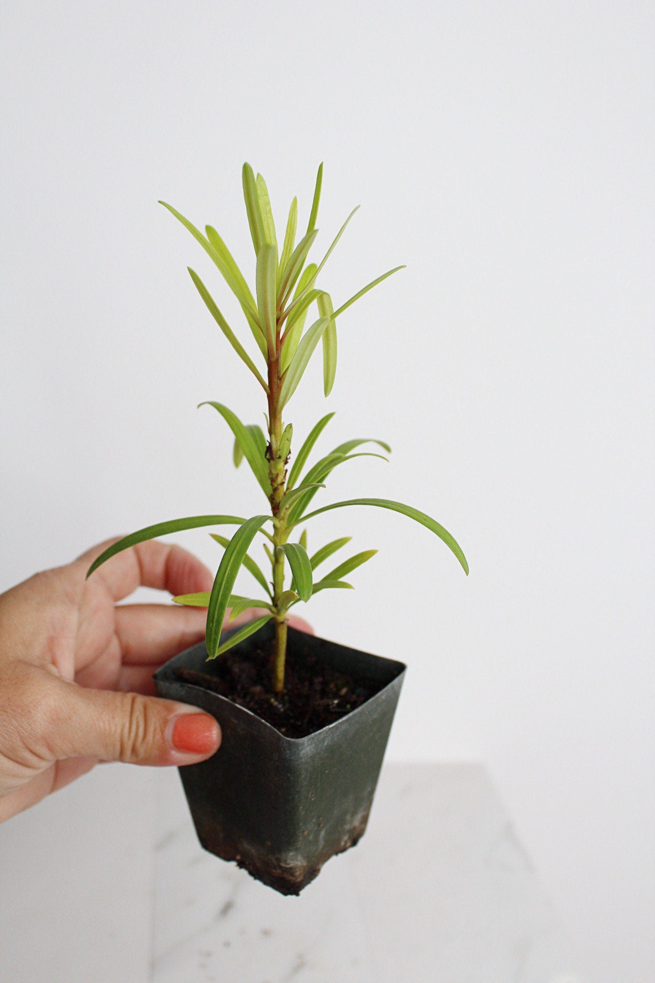 Starter Podocarpus Macrophyllus Maki Tree Outdoor Plant Landscape Live Bonsai Tree Outdoor Foliage Garden Fern Variety Hedge Evergreen Shrub