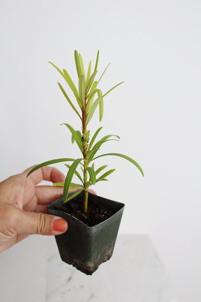 Starter Podocarpus Macrophyllus Maki Tree Outdoor Plant Landscape Live Bonsai Tree Outdoor Foliage Garden Fern Variety Hedge Evergreen Shrub