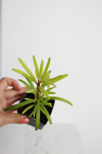 Starter Podocarpus Macrophyllus Maki Tree Outdoor Plant Landscape Live Bonsai Tree Outdoor Foliage Garden Fern Variety Hedge Evergreen Shrub
