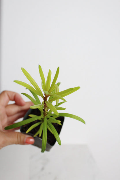 Starter Podocarpus Macrophyllus Maki Tree Outdoor Plant Landscape Live Bonsai Tree Outdoor Foliage Garden Fern Variety Hedge Evergreen Shrub