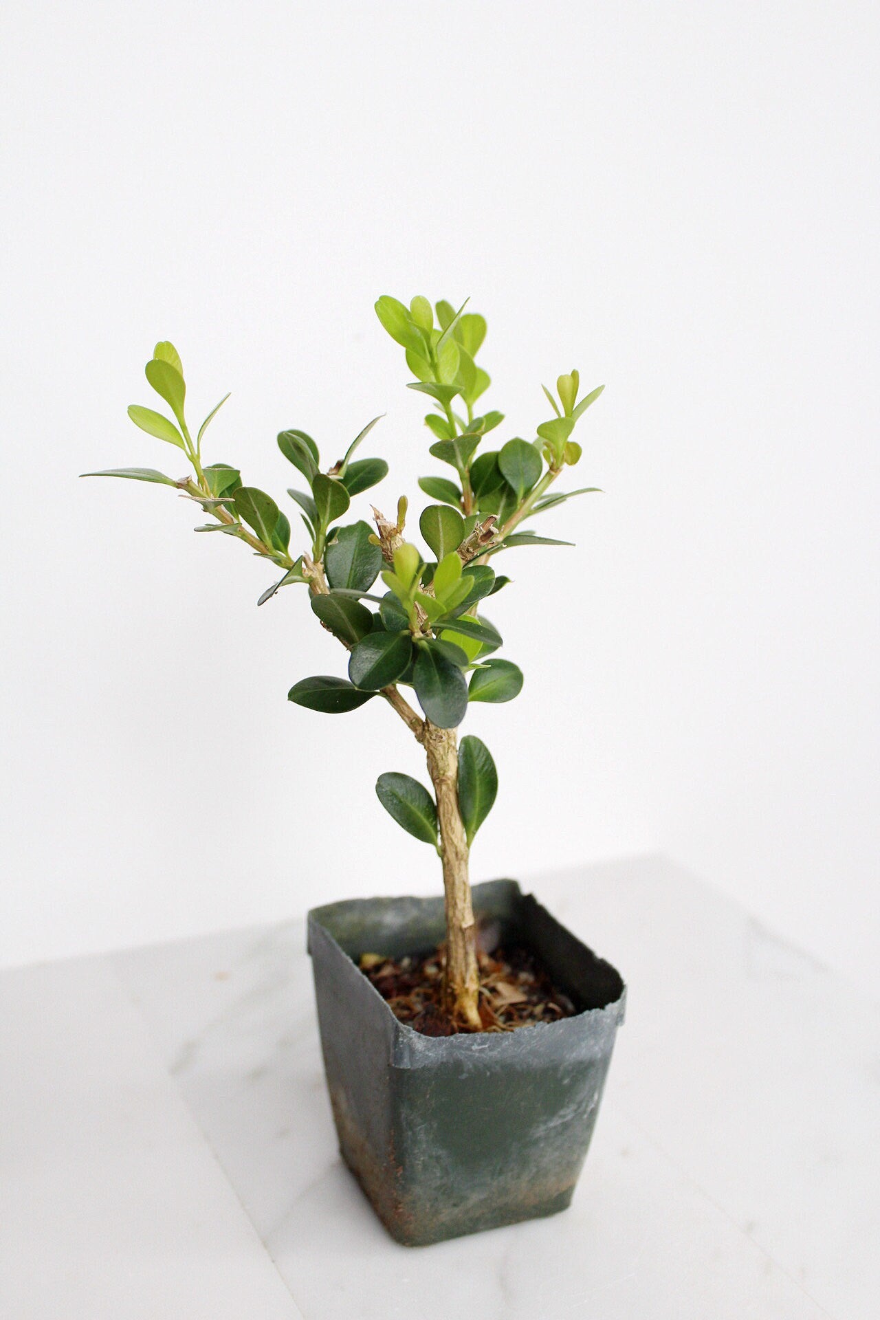 Bonsai Tree Starter Gift Winter Gem Boxwood Plant Variegated Plant Variegated Leaf Plant Buxus Microphylla Boxleaf Japanese Outdoor Garden