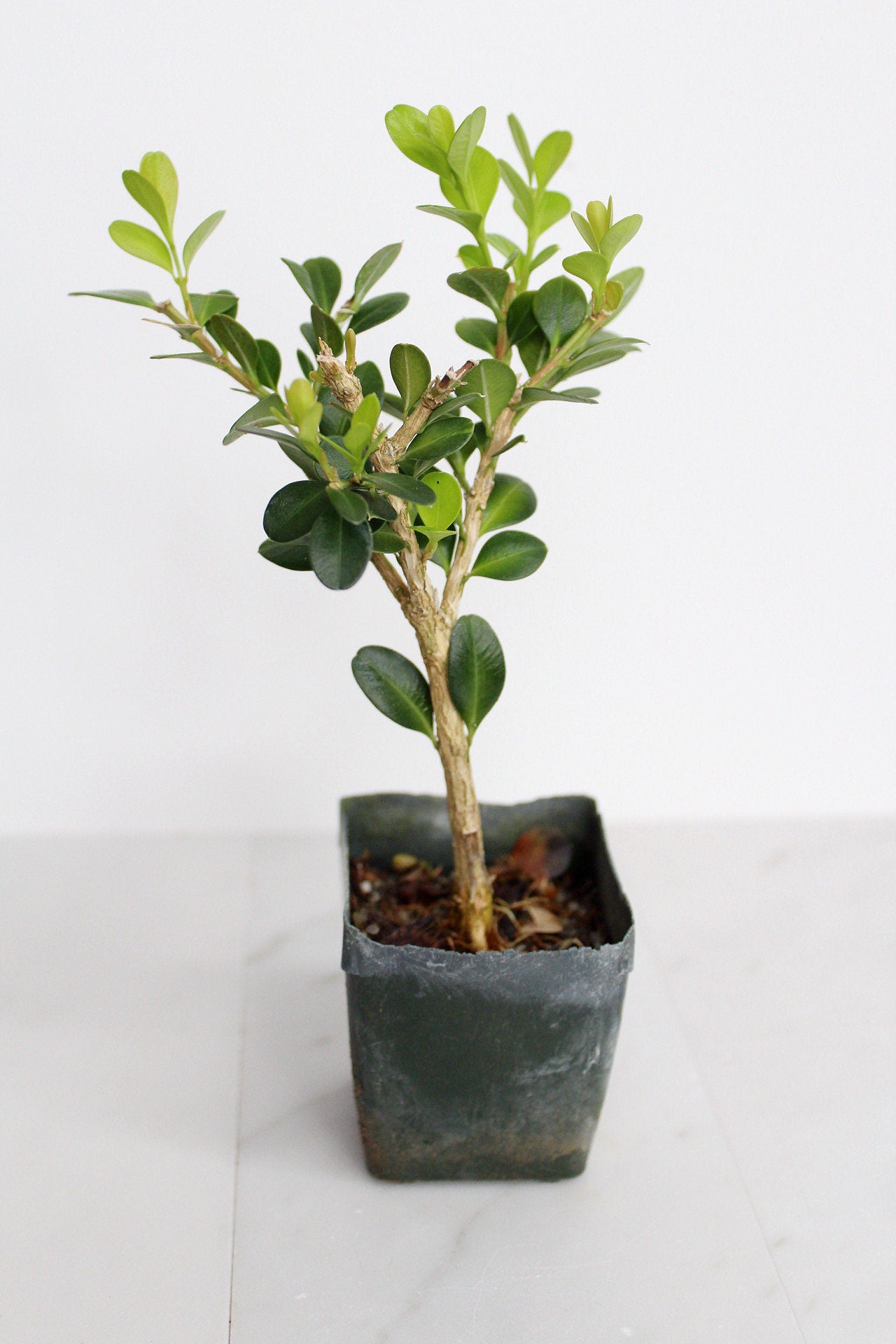 Bonsai Tree Starter Gift Winter Gem Boxwood Plant Variegated Plant Variegated Leaf Plant Buxus Microphylla Boxleaf Japanese Outdoor Garden