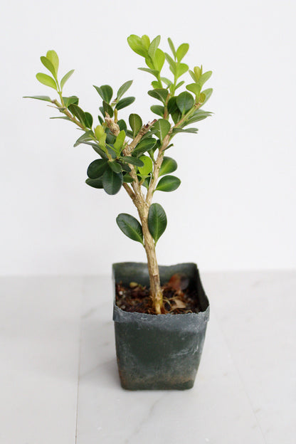 Bonsai Tree Starter Gift Winter Gem Boxwood Plant Variegated Plant Variegated Leaf Plant Buxus Microphylla Boxleaf Japanese Outdoor Garden