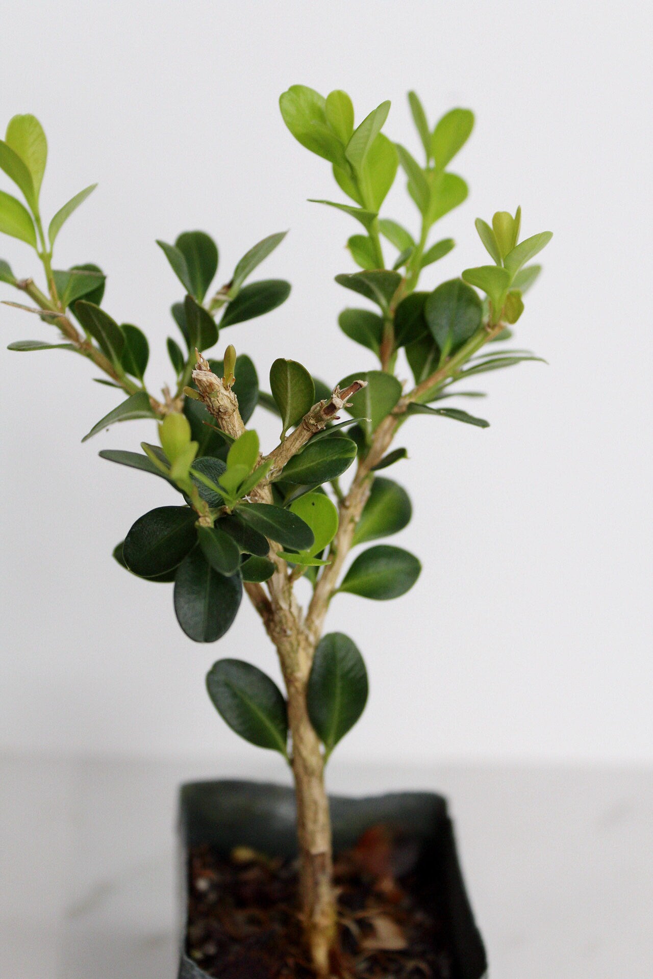 Bonsai Tree Starter Gift Winter Gem Boxwood Plant Variegated Plant Variegated Leaf Plant Buxus Microphylla Boxleaf Japanese Outdoor Garden