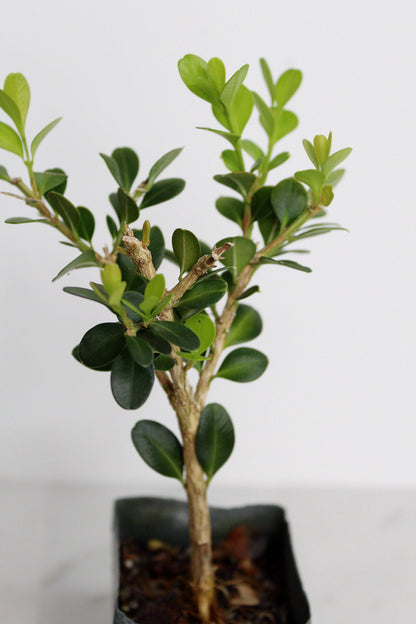 Bonsai Tree Starter Gift Winter Gem Boxwood Plant Variegated Plant Variegated Leaf Plant Buxus Microphylla Boxleaf Japanese Outdoor Garden