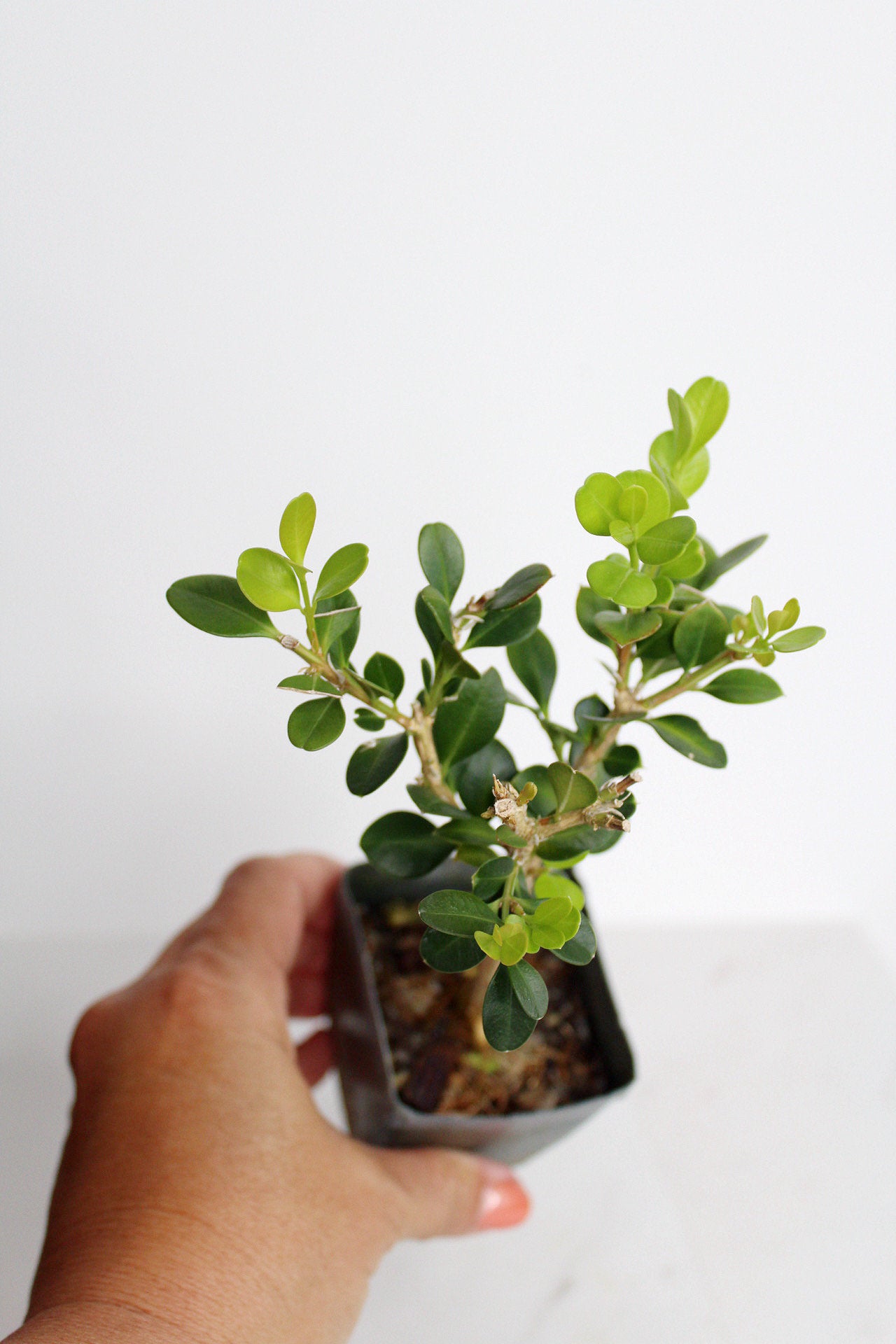 Bonsai Tree Starter Gift Winter Gem Boxwood Plant Variegated Plant Variegated Leaf Plant Buxus Microphylla Boxleaf Japanese Outdoor Garden