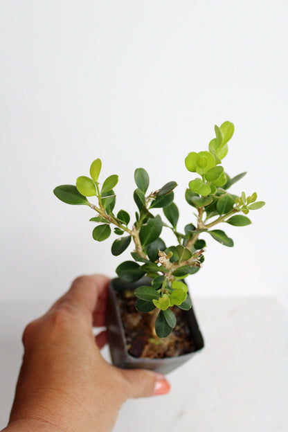 Bonsai Tree Starter Gift Winter Gem Boxwood Plant Variegated Plant Variegated Leaf Plant Buxus Microphylla Boxleaf Japanese Outdoor Garden
