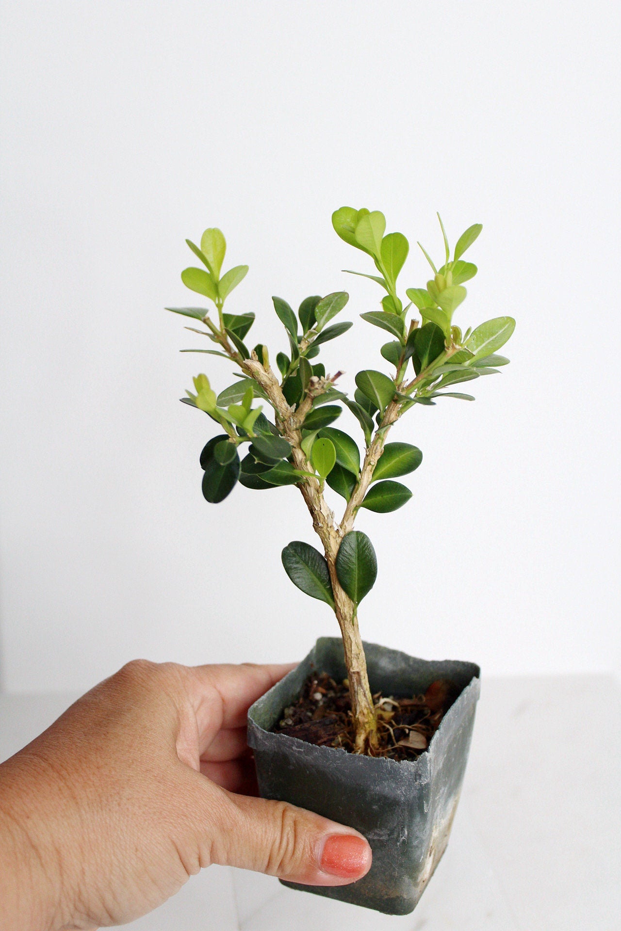 Bonsai Tree Starter Gift Winter Gem Boxwood Plant Variegated Plant Variegated Leaf Plant Buxus Microphylla Boxleaf Japanese Outdoor Garden