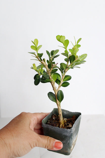 Bonsai Tree Starter Gift Winter Gem Boxwood Plant Variegated Plant Variegated Leaf Plant Buxus Microphylla Boxleaf Japanese Outdoor Garden