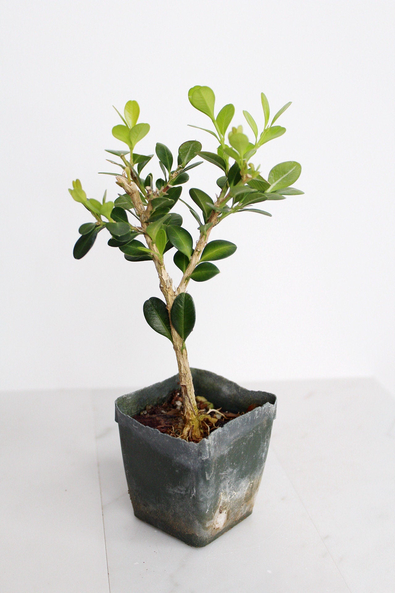 Bonsai Tree Starter Gift Winter Gem Boxwood Plant Variegated Plant Variegated Leaf Plant Buxus Microphylla Boxleaf Japanese Outdoor Garden