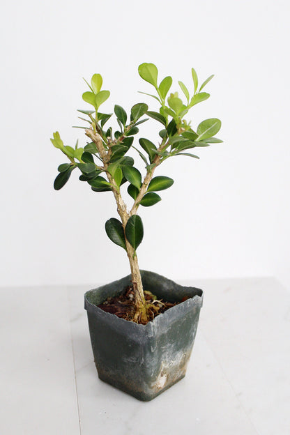 Bonsai Tree Starter Gift Winter Gem Boxwood Plant Variegated Plant Variegated Leaf Plant Buxus Microphylla Boxleaf Japanese Outdoor Garden