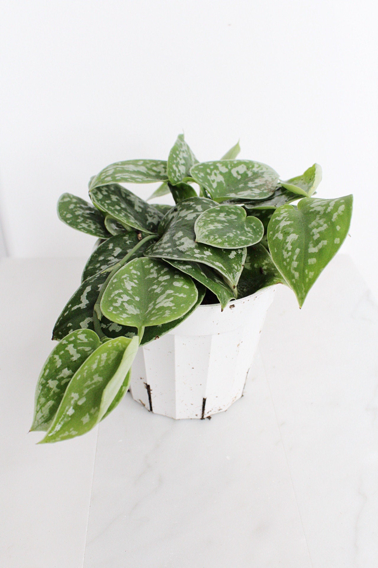 Live Indoor Spotted Vine Pothos Satin Plant Modern Gift for Plant Lover Air Purifier Tropical Foliage Easy Care Plant Gift Friend Desk Plant